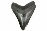 Serrated, Fossil Megalodon Tooth - Huge Tooth! #137064-1